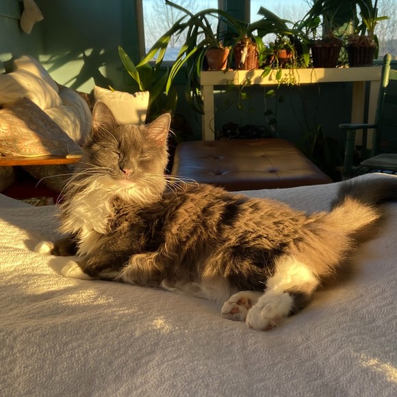 Meet your Posher, Samantha - Picture 1 of 1